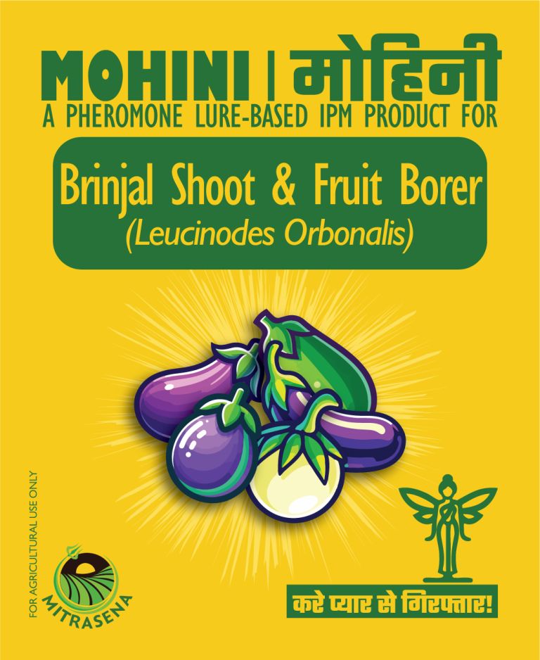 Brinjal Borer F